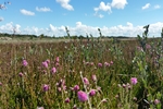 Natur Pur